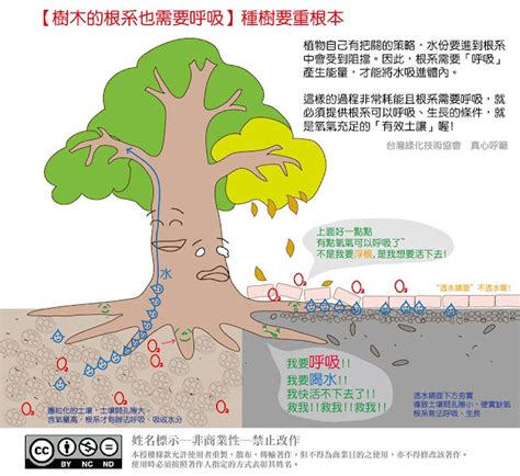 兒童性格分析 海葡萄樹土壤